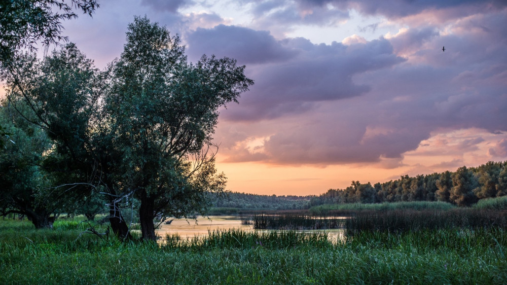 A gemenci erdő Bárányfok után