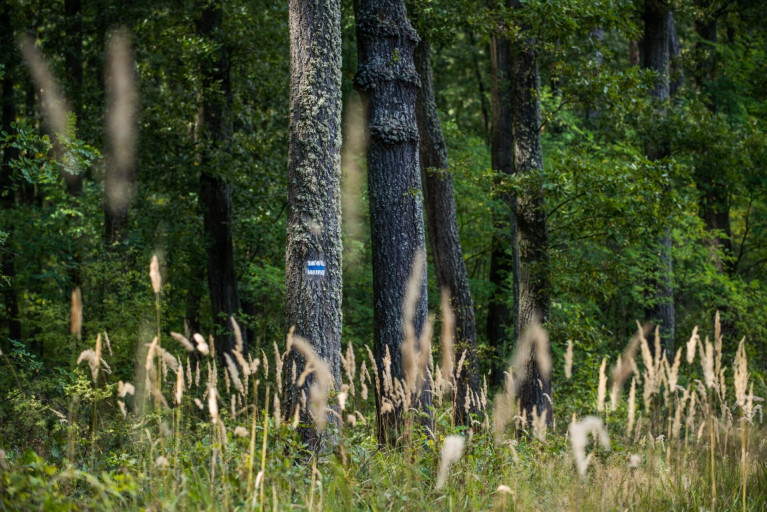 Így újulnak meg az Országos Kékkör turistajelzései